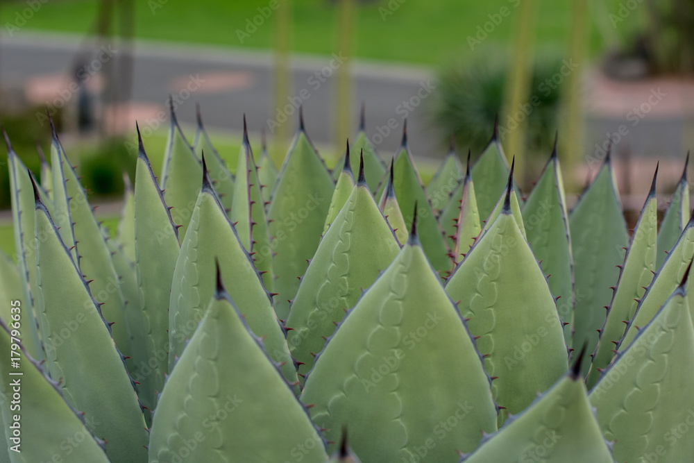 Obraz premium Pointy succulents growing in a garden