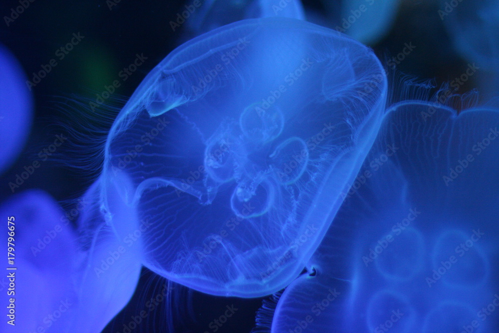 Blue Jellyfish Blue Jellyfish