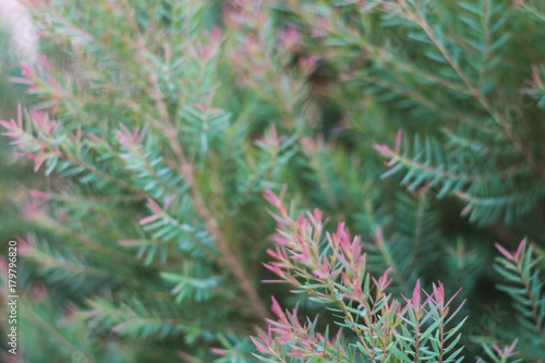 Blur of red and green leaf