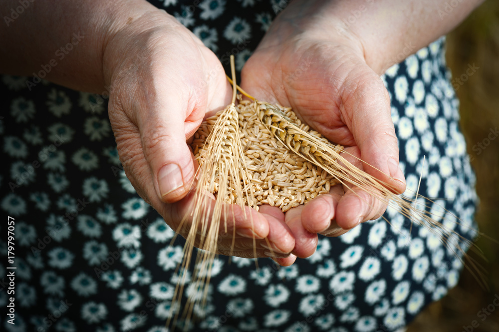 Top view of old hand farmer with wheat grain and ear on blur wheat field background. Successful completion of the harvest season Top view of old hand farmer with wheat grain and ear on blur wheat field background. Successful completion of the harvest season