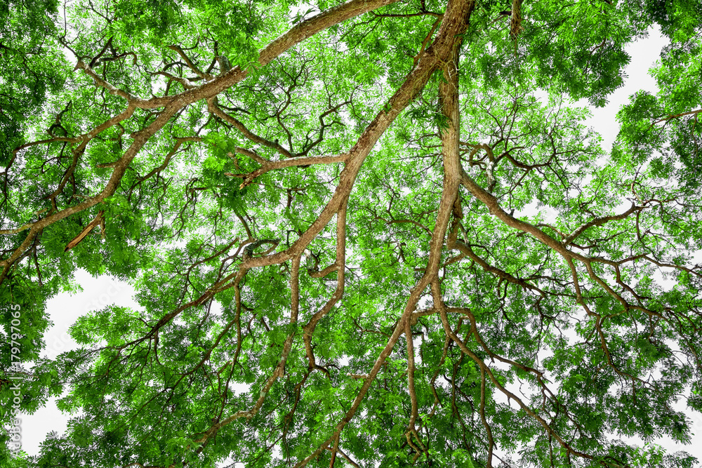 Fototapeta premium Branches of big tree, old tree with green spring leaves. Refreshing and oxygen
