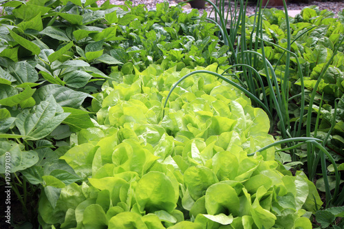 Young onion, lettuce, rucola, beans and beets, in vegetable permaculture cultivation. Eco-friendly backyard garden, vegetable garden.
