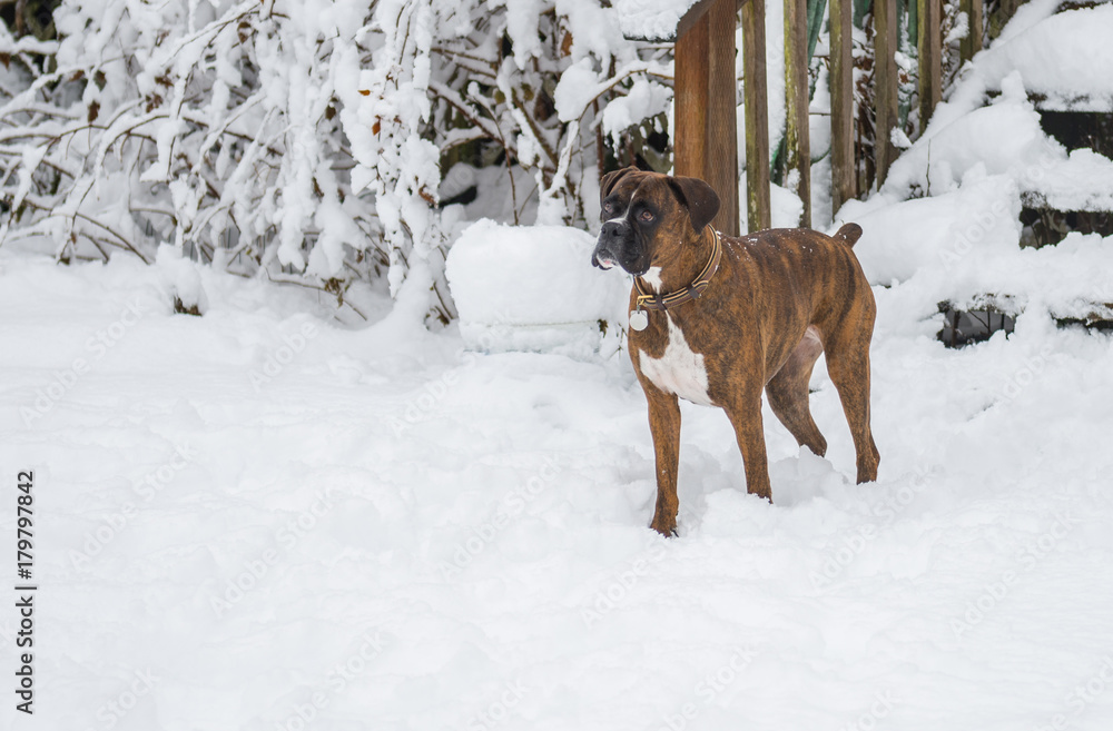 Boxer dog standing in snowy environment
