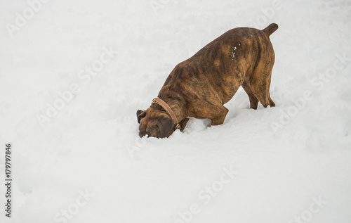 Принти на полотні Curious Boxer dog burying her face in the snow