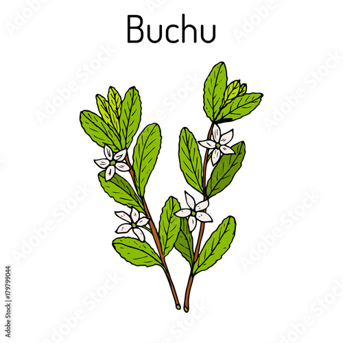 Buchu Agathosma betulina , medicinal plant