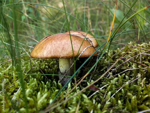 mushroom in needles in the forest