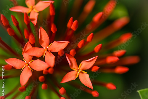 Soft focus red spike flowers blossom in the garden, tropical flowers.