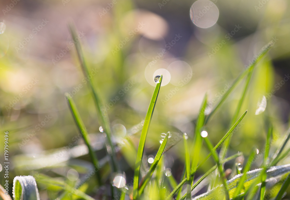 Fototapeta premium beautiful grass with dew drops