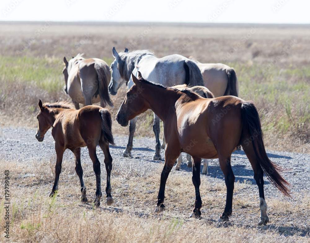 a horse in a pasture in the desert a horse in a pasture in the desert