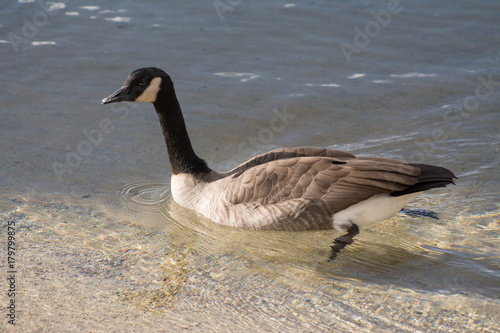 Goose in water