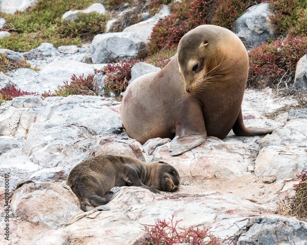 Fototapeta premium Mother sea lion with newborn pup