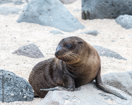 Sea lion pup