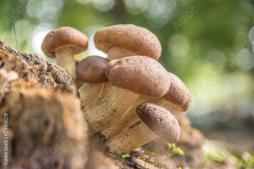 Amazing photo of mushrooms