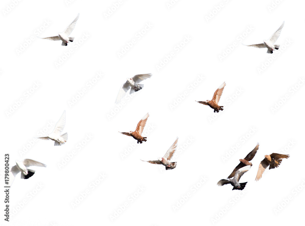 Fototapeta premium flock of pigeons on a white background
