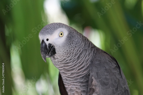 Grey Parrot Delight