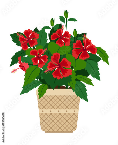 Hibiscus house plant in flower pot photo