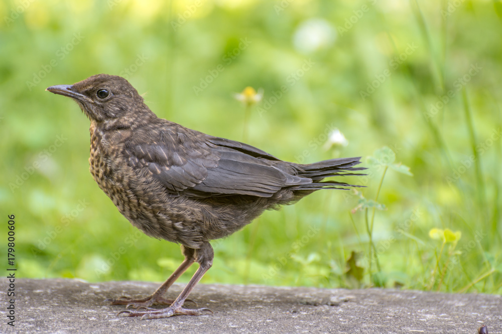 Connon blackbird