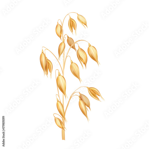 Oat spikelet realistic vector illustration