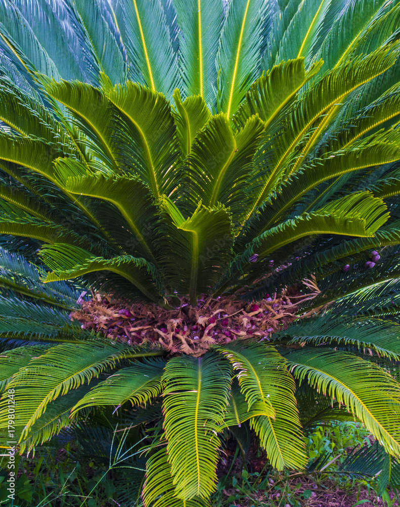 Fototapeta premium Cycas tree. green plant of Cycas Palm