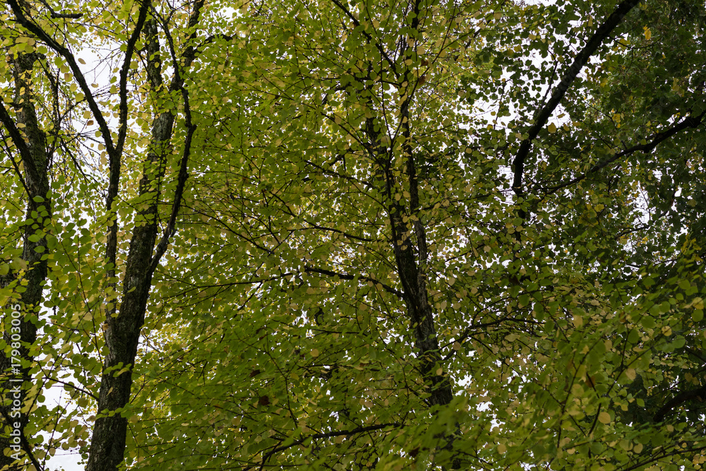 light shining through a tree in autumn fall season light shining through a tree in autumn fall season