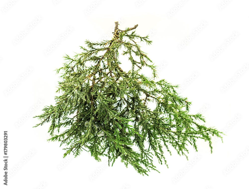 cedar branch on white Photos Adobe Stock
