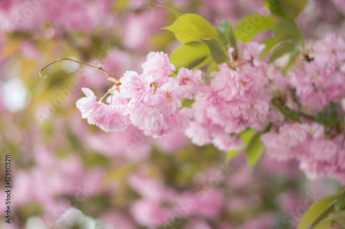 Cherry  tree petals 