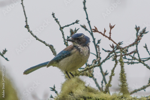 California Scrub-Jay photo