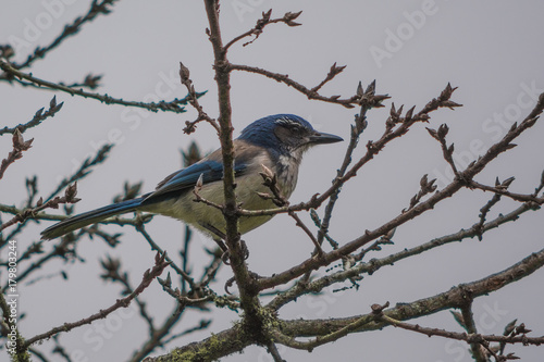 California Scrub-Jay II photo