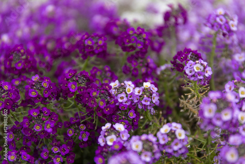 Purple summer flower fields. Floral blur background.