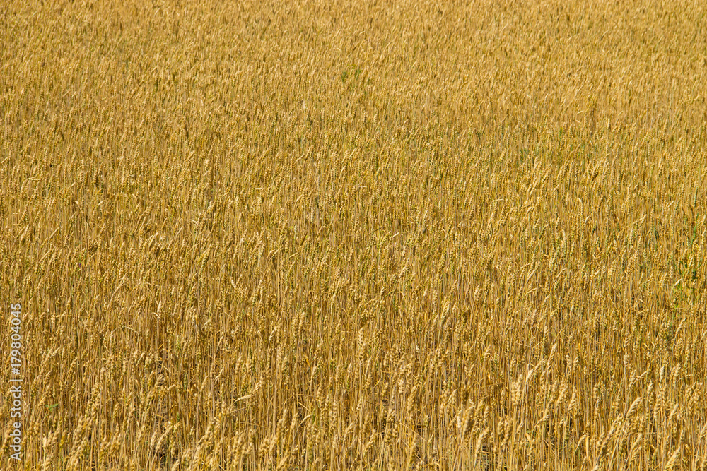 Fototapeta premium Field of ripe golden wheat close-up