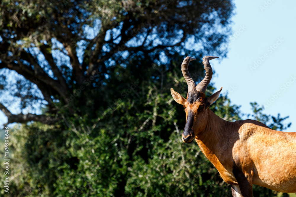 Fototapeta premium Red Hartebeest standing under the tree