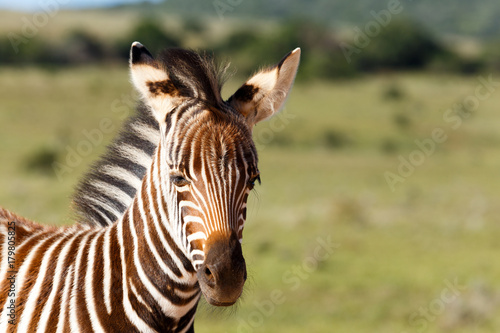 Baby Zebra standing and looking at you
