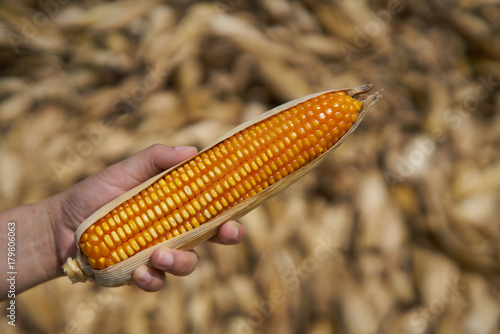 farmer hand hold ear of yellow and orange maize with irregular rows of kernels.Mature maize ear on a stalk.background is blur maize