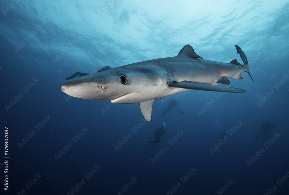 Blue shark with divers in the background, Western Cape, South Africa.