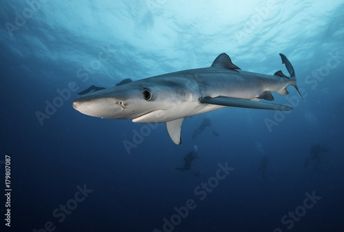 Blue shark with divers in the background  Western Cape  South Africa.