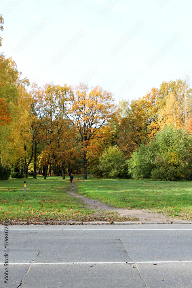 Obraz premium Forest