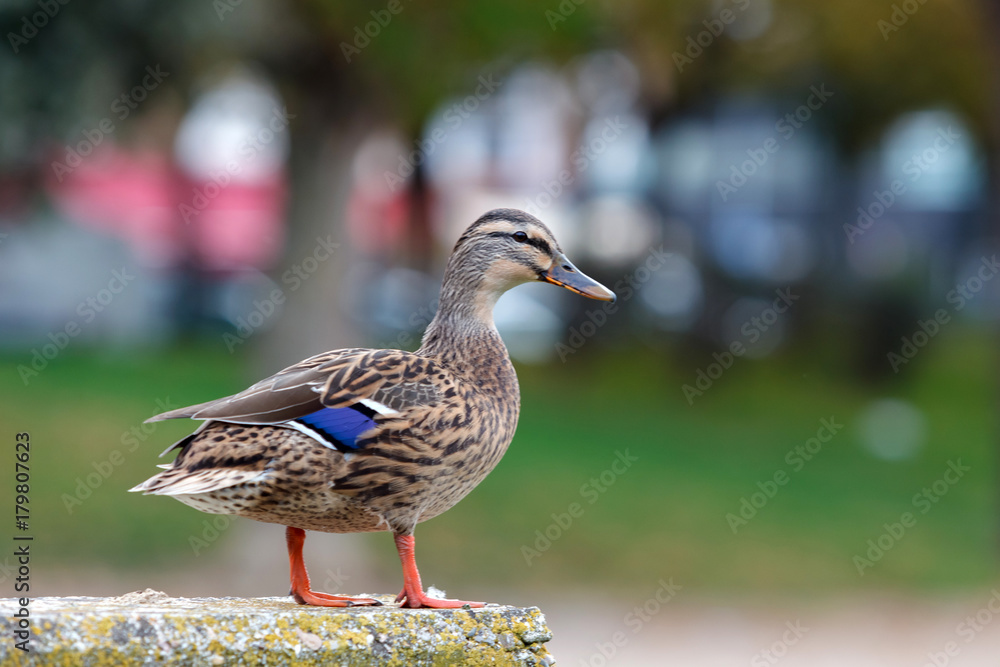 Beautiful duck with blue and brown wings Beautiful duck with blue and brown wings