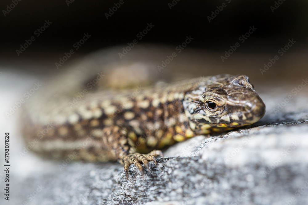 Naklejka premium szczegółowy portret jaszczurka ścienna europejska (podarcis muralis) na kamieniu granitowym