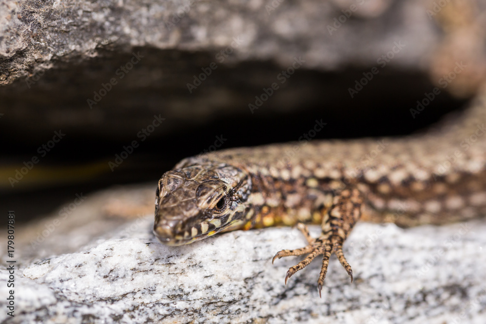 detailed view european wall lizard (podarcis muralis) lying on granite rock detailed view european wall lizard (podarcis muralis) lying on granite rock
