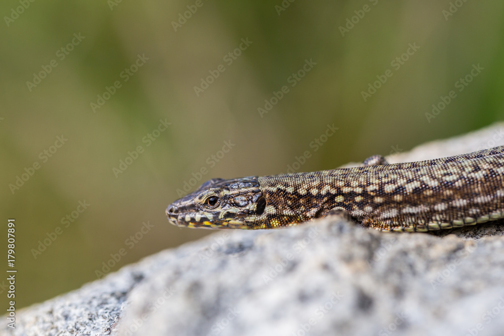 Naklejka premium side view european wall lizard (podarcis muralis) lying on granite rock