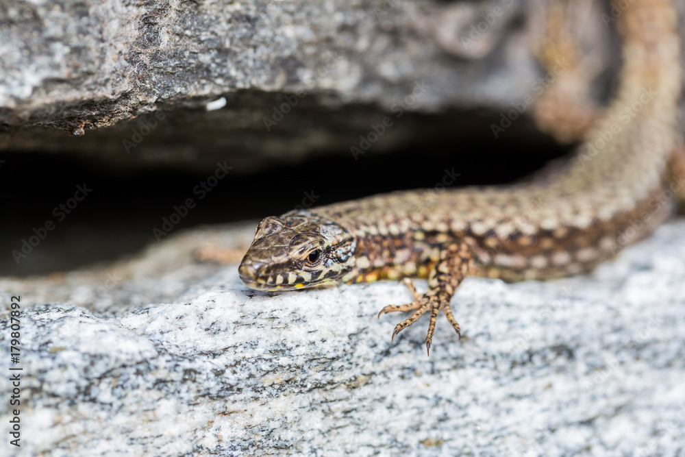 portrait european wall lizard (podarcis muralis) lying on granite rock portrait european wall lizard (podarcis muralis) lying on granite rock