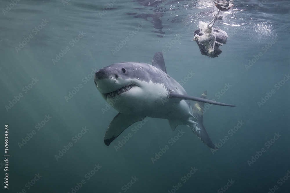 Fototapeta premium Great white shark at the surface, False Bay, Cape Town, South Africa.