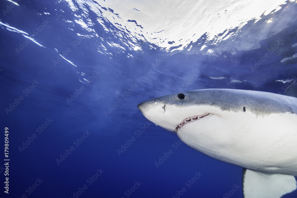 Fototapeta premium Great white shark at the surface, Guadalupe Island, Mexico.