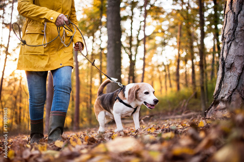 Photography Senior woman with dog on a walk in an autumn forest.