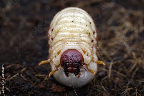 Image of grub worms, Coconut rhinoceros beetle (Oryctes rhinoceros), Larva on the ground.