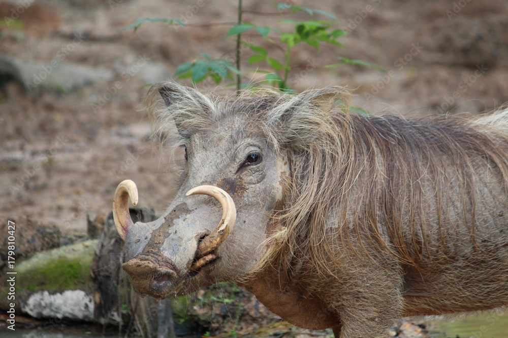 Fototapeta premium Wild Wort Hog