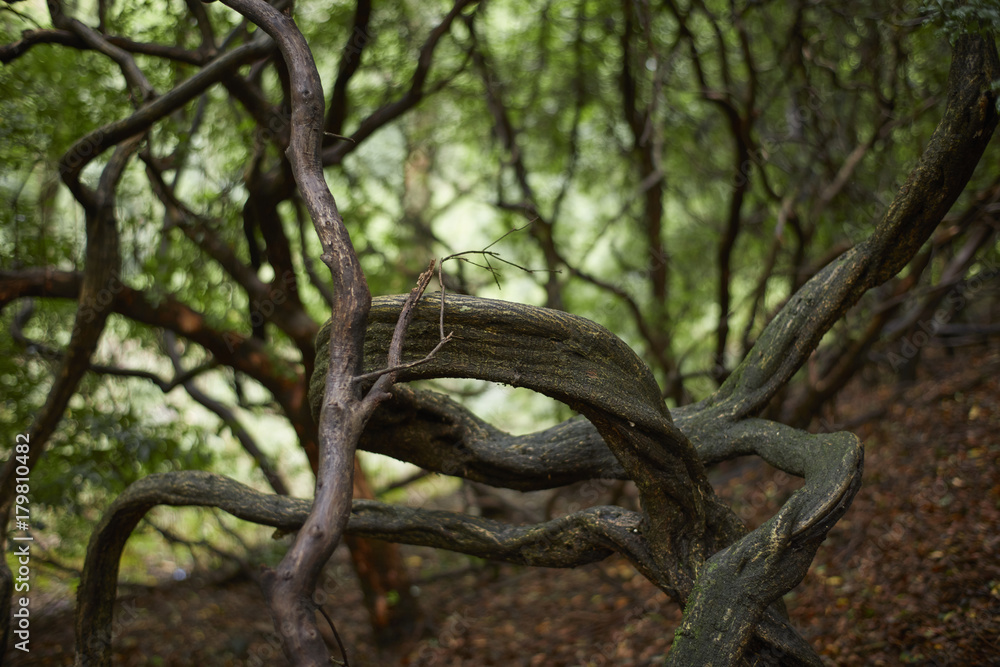 forest forest