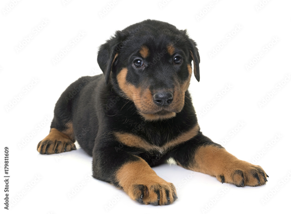 puppy beauceron in studio puppy beauceron in studio