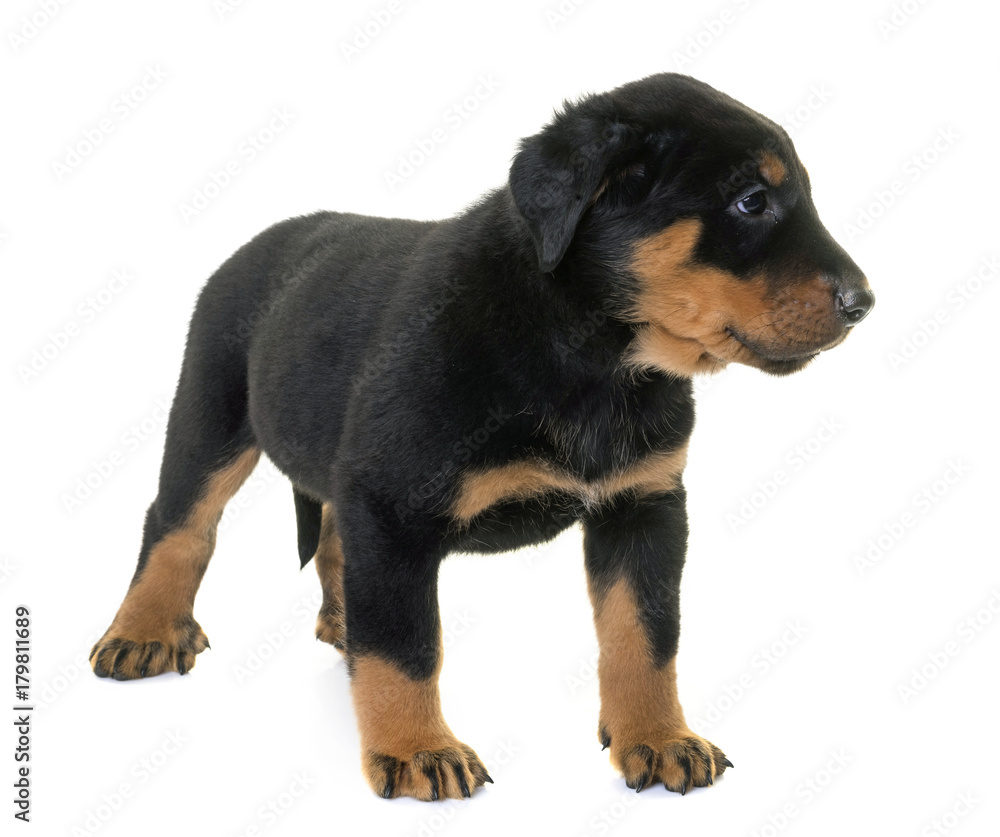 puppy beauceron in studio puppy beauceron in studio