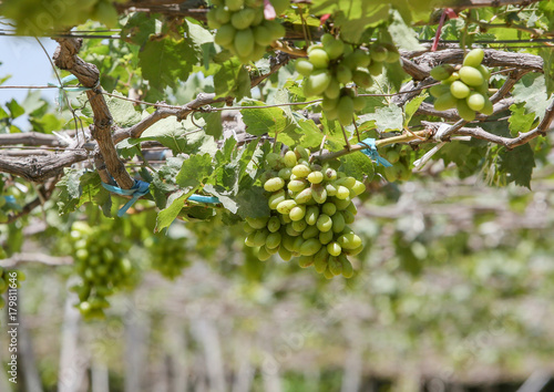 Large bunch of white wine grapes hang from a vine. Ripe grapes with green leaves